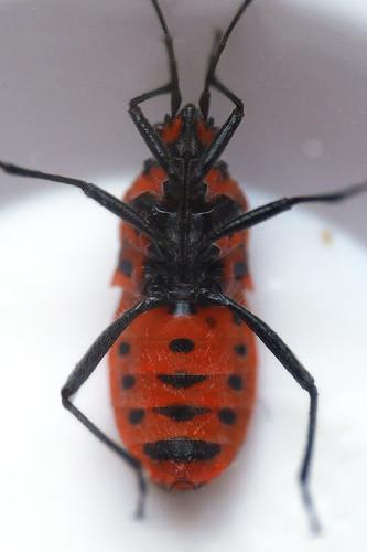 Corizus hyoscyami hyoscyami